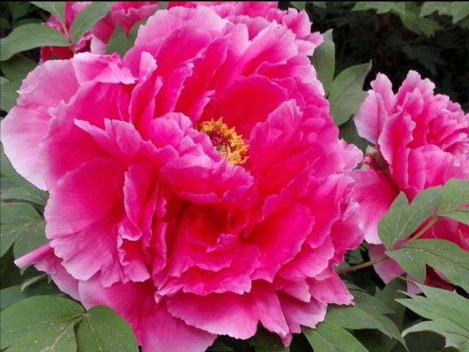 牡丹花下死，记录一下清晨的春天